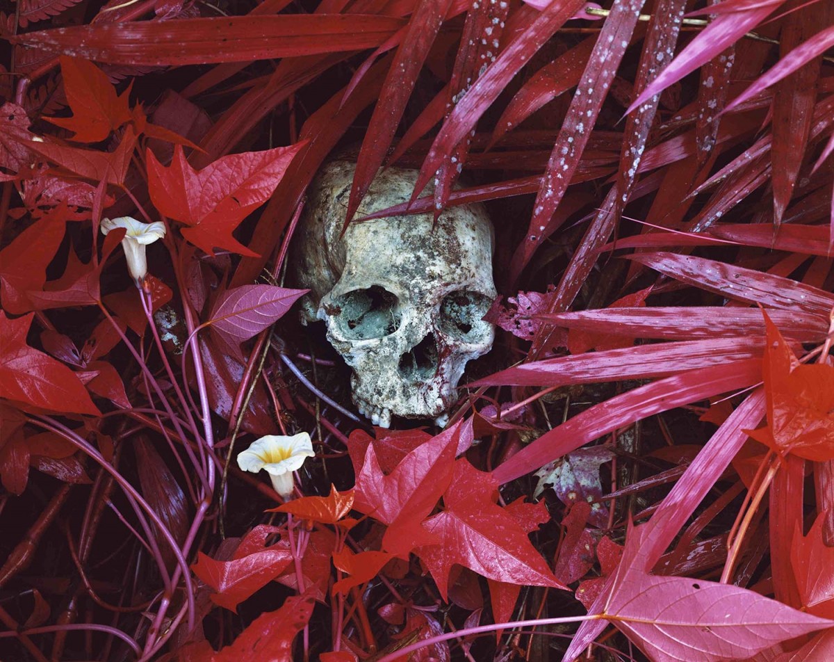 Richard Mosse, Of Lilies and Remains, 2012, C-print, 101.6 x 127cm, courtesy The Vinyl Factory and Edel Assanti, London, © the artist.