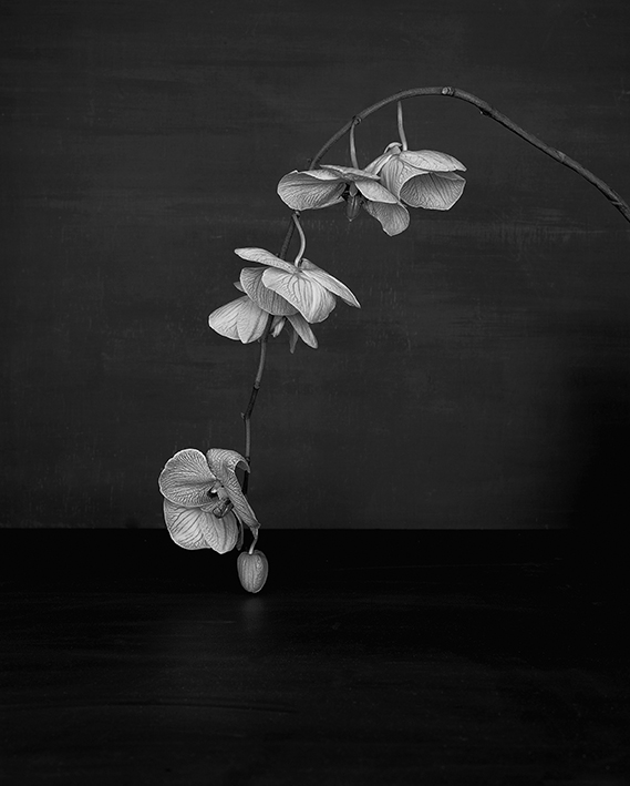 Sarah Jones, Cabinet (XI) (Orchid), framed c-type print from black and white negative, unframed 60 x 48 cm, edition of 5 + 1 AP, 2014. Image courtesy the artist and MAUREEN PALEY, © the artist.