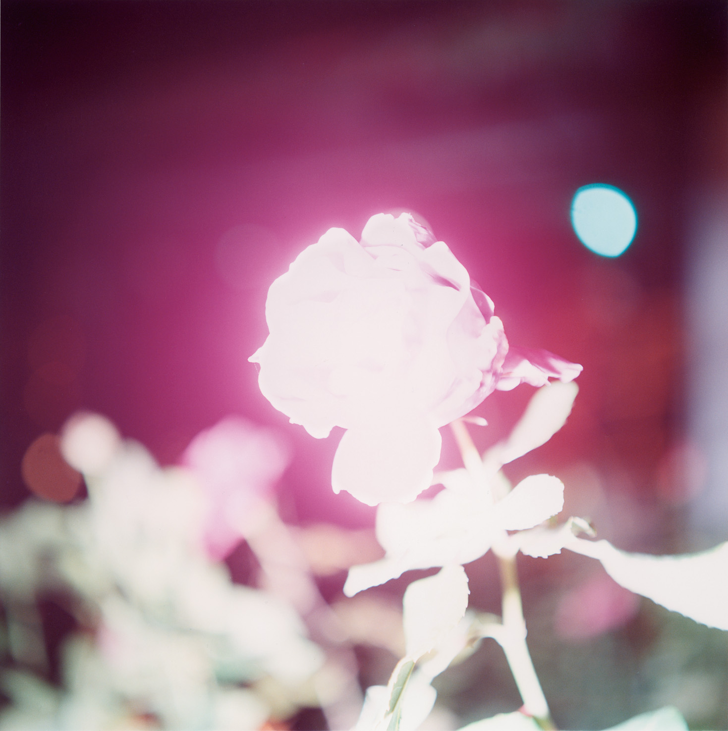 Untitled. From the series Illuminance 2009. © Rinko Kawauchi