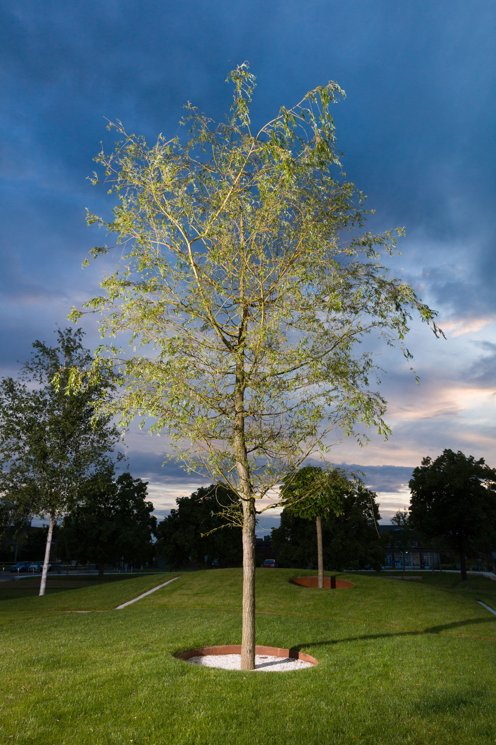 Image of a tree against an evening backdrop