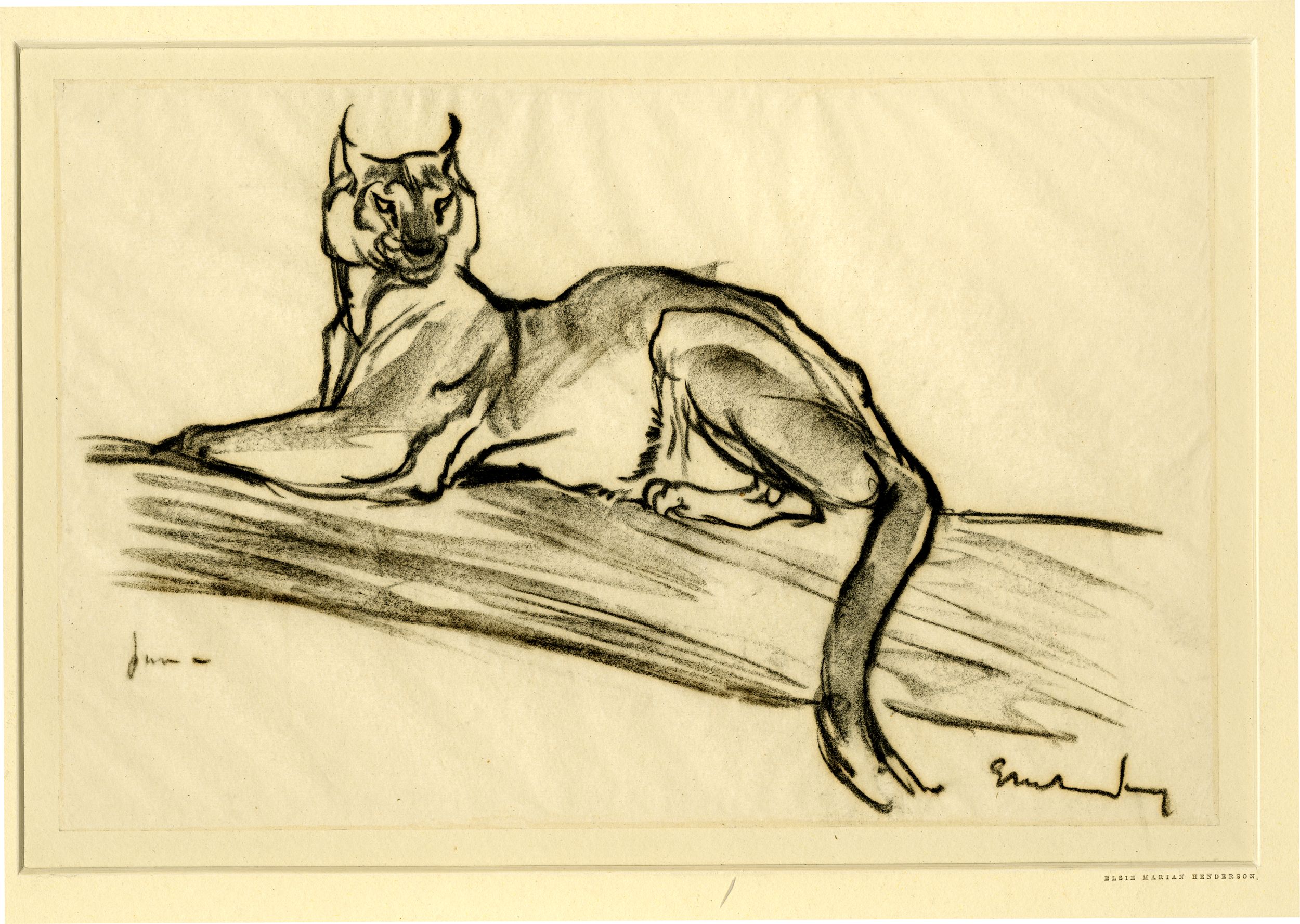 Puma lying down (1917)