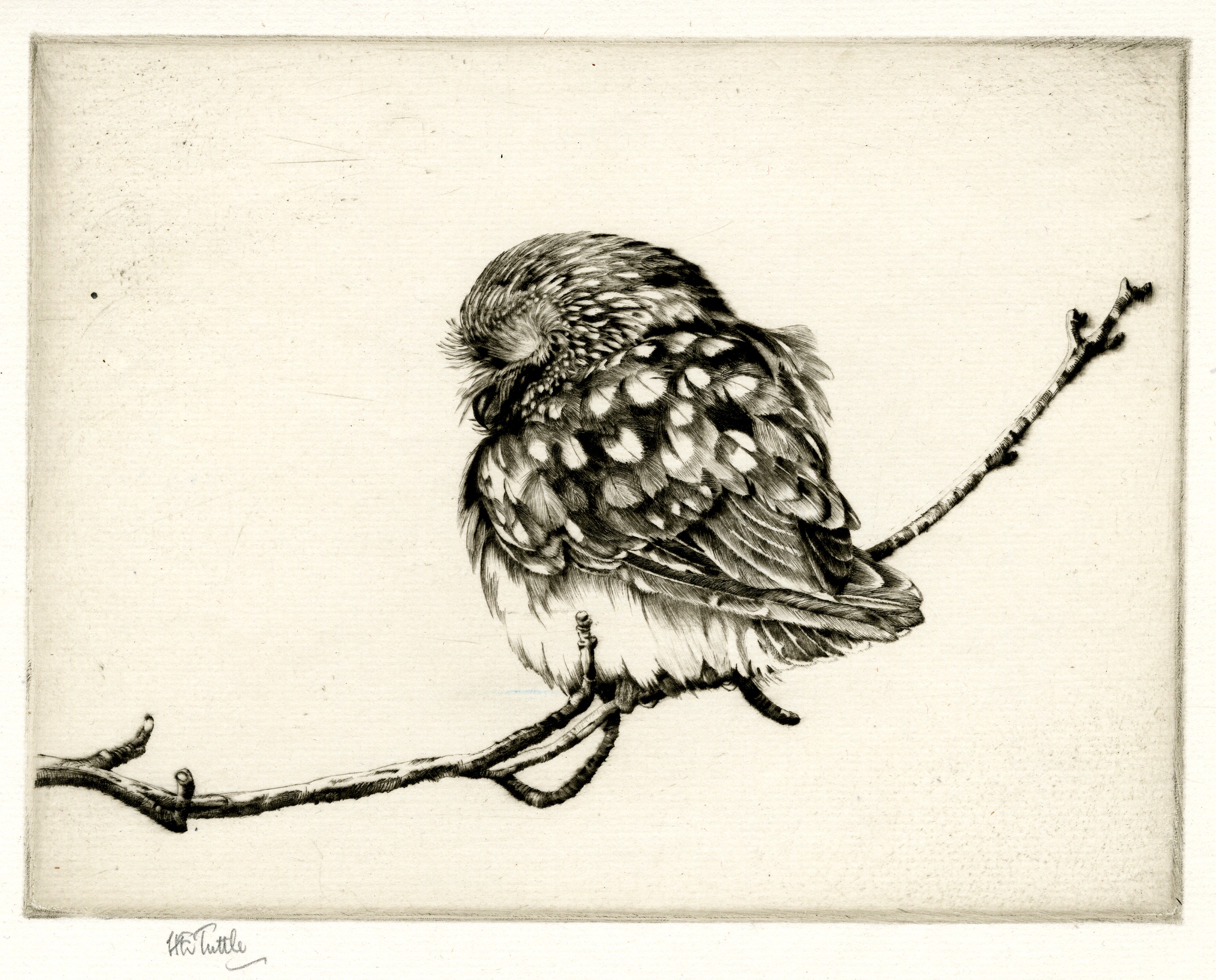 Saw-whet owl, No.1 (about 1928)