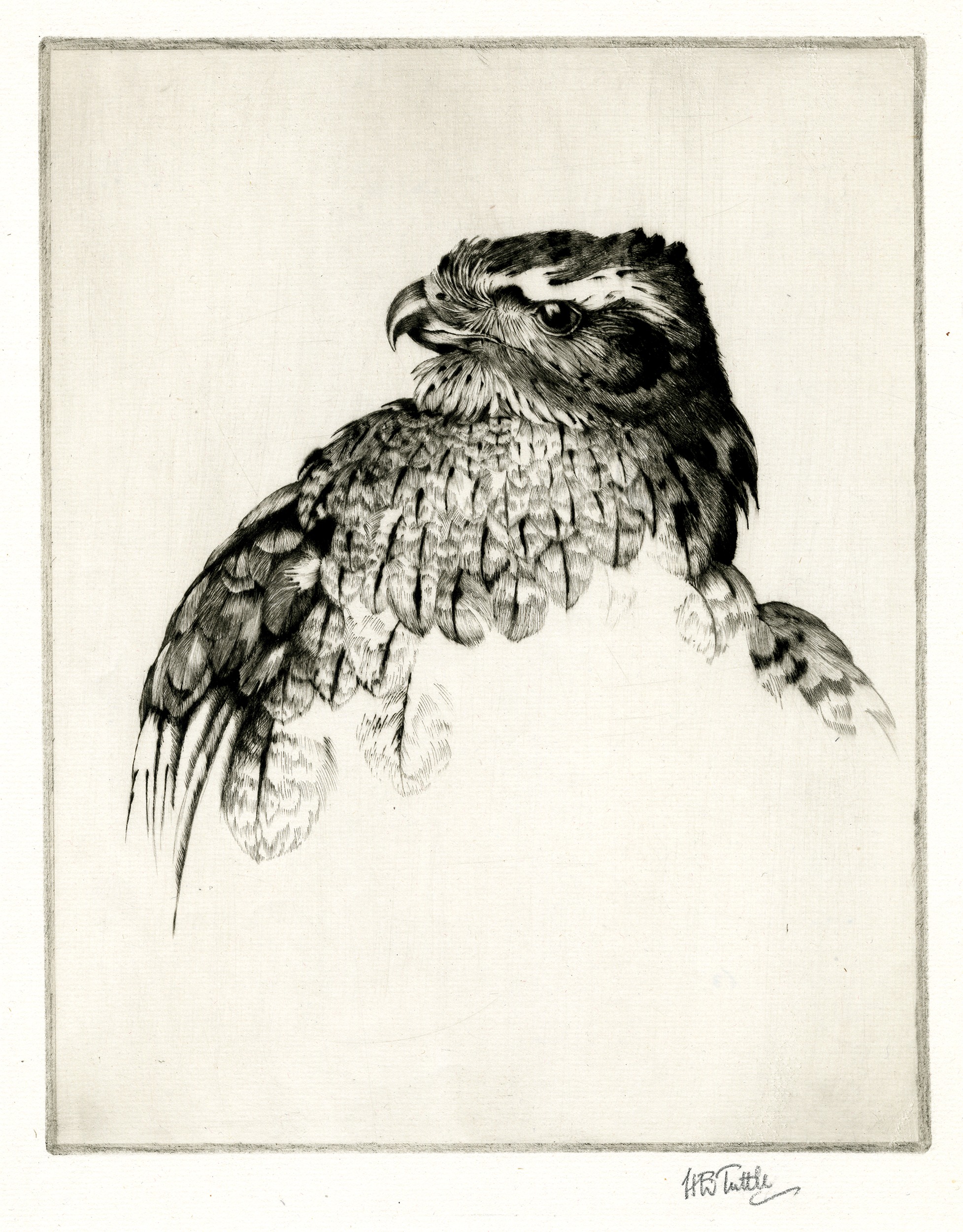 Goshawk (head) (about 1928)