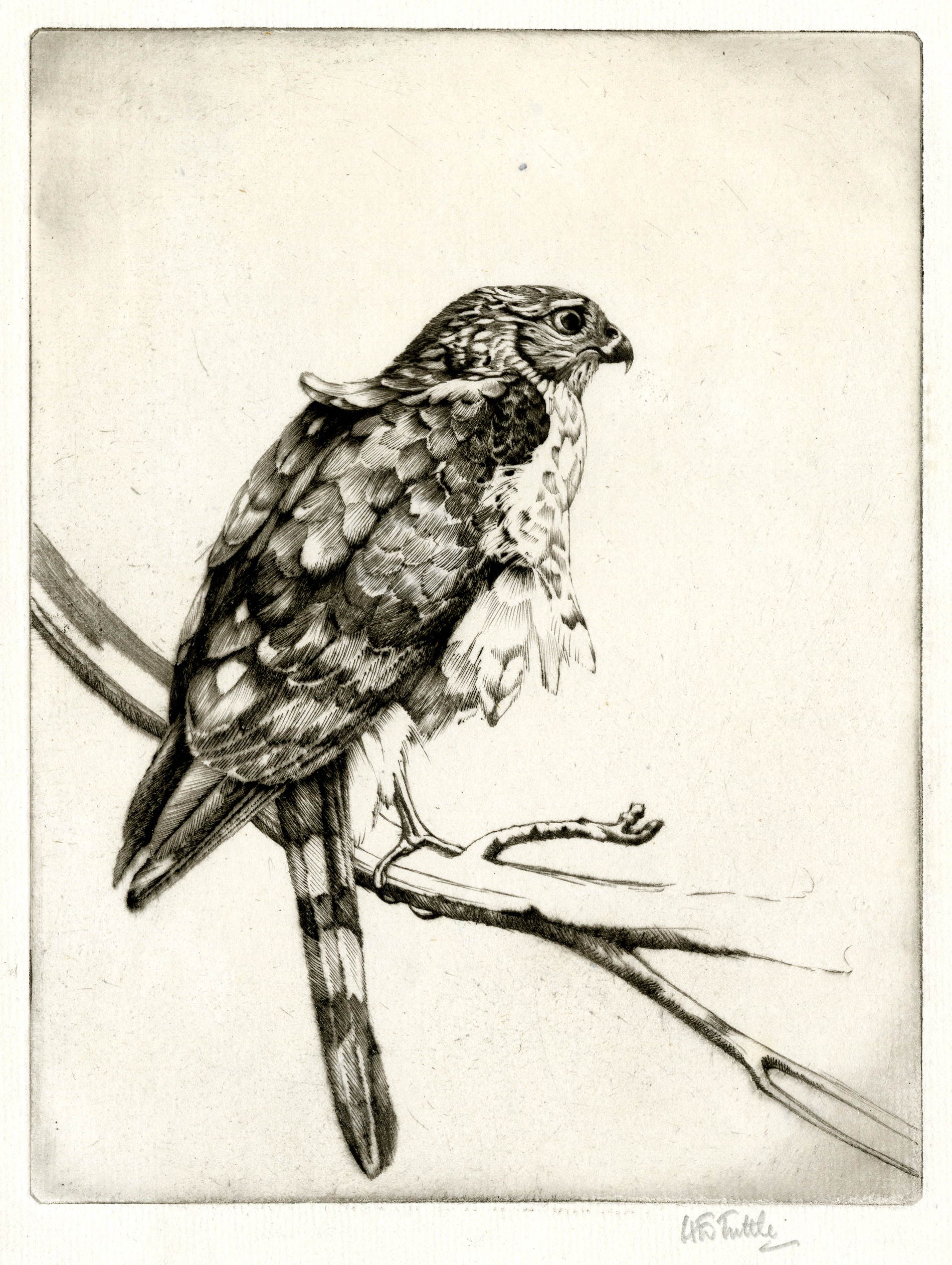 Sharp-shinned hawk, No.1 (about 1928)