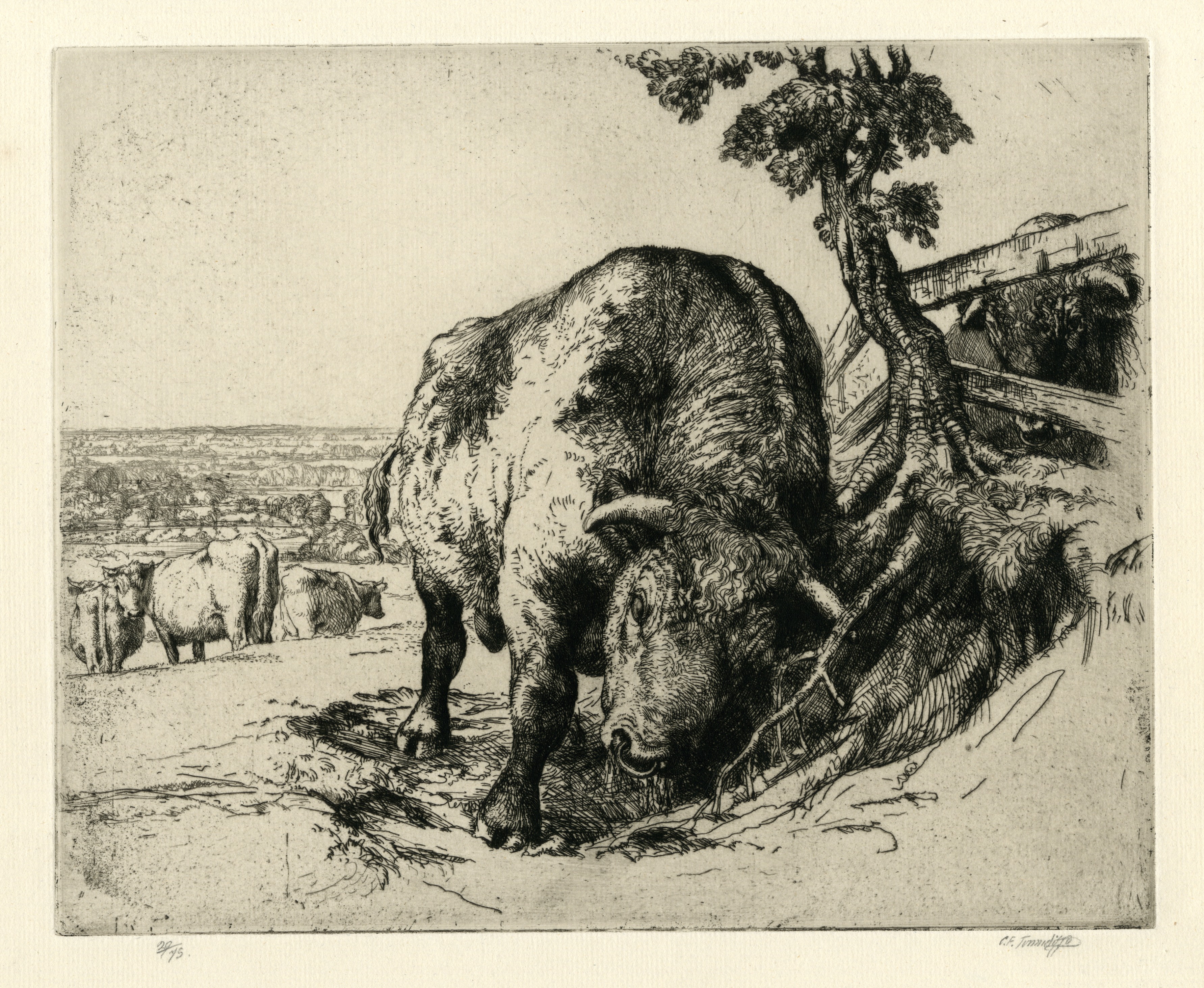 The bull (1925-1928)