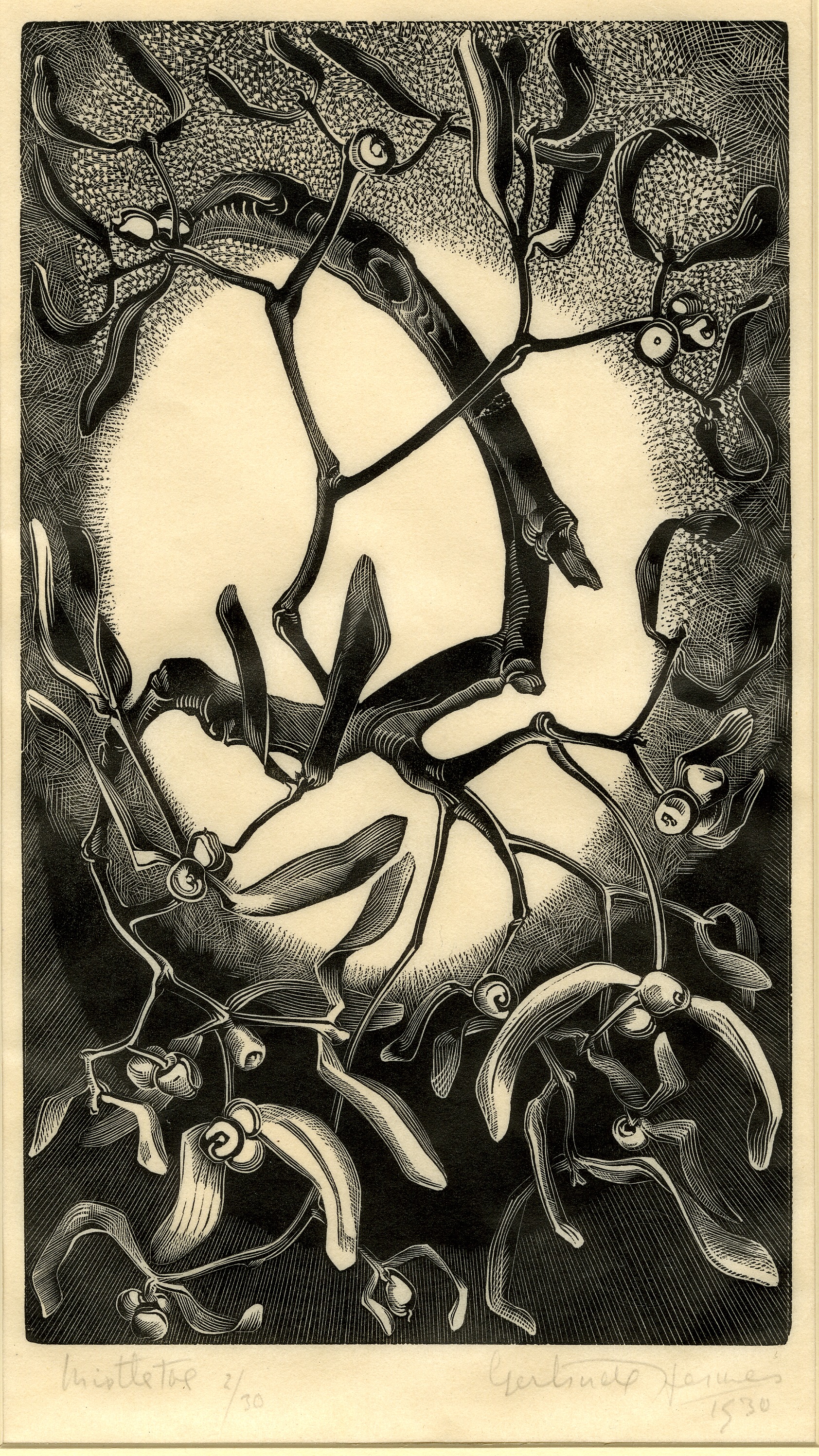 Mistletoe (Illustration for Irene Gosse’s A Florilege: chosen from the old herbals, The Swan Press, Chelsea, 1931) (1930)