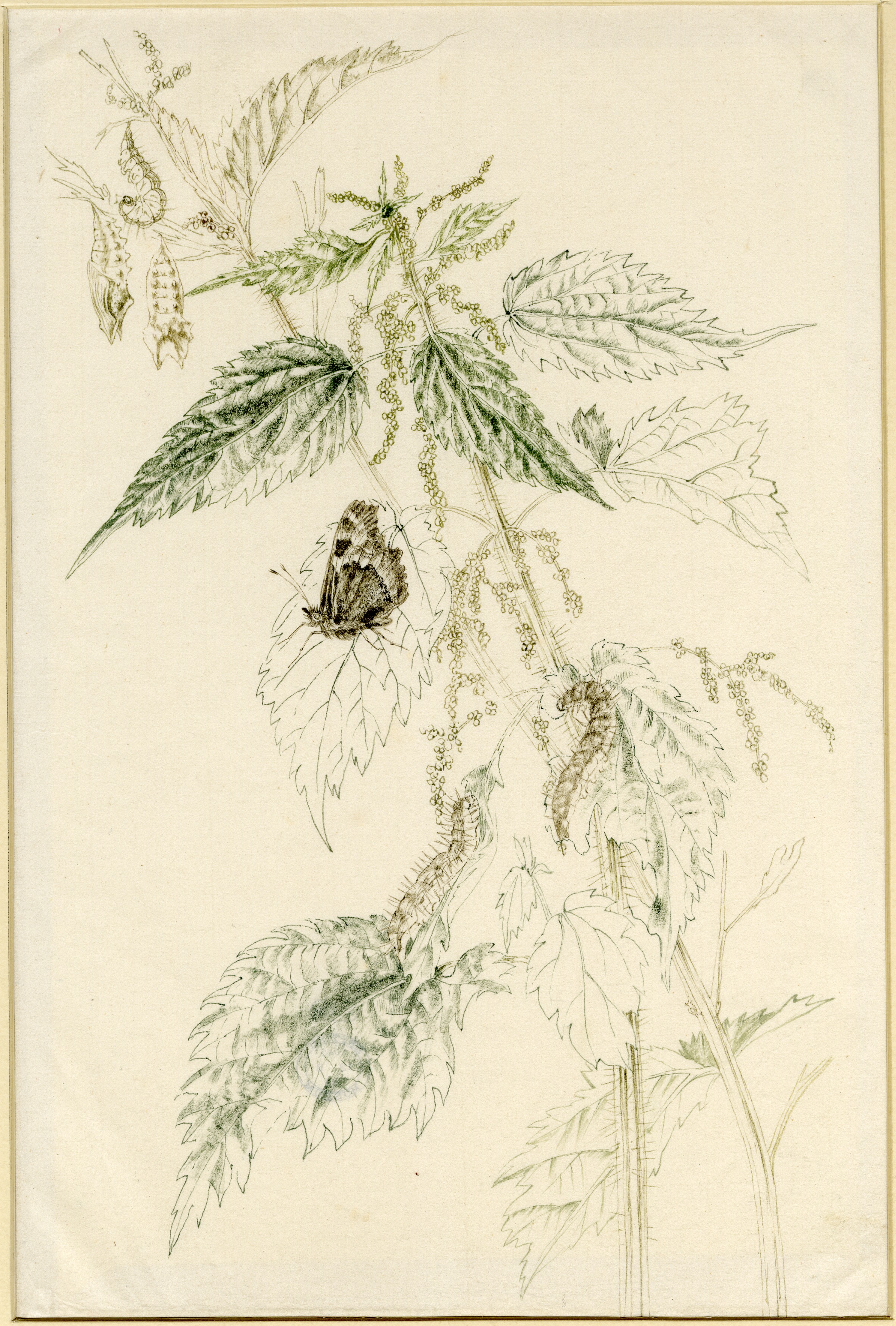 Stinging nettles with butterfly and caterpillar (circa 1940)