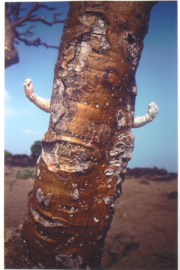 Tree with Arms (1998)