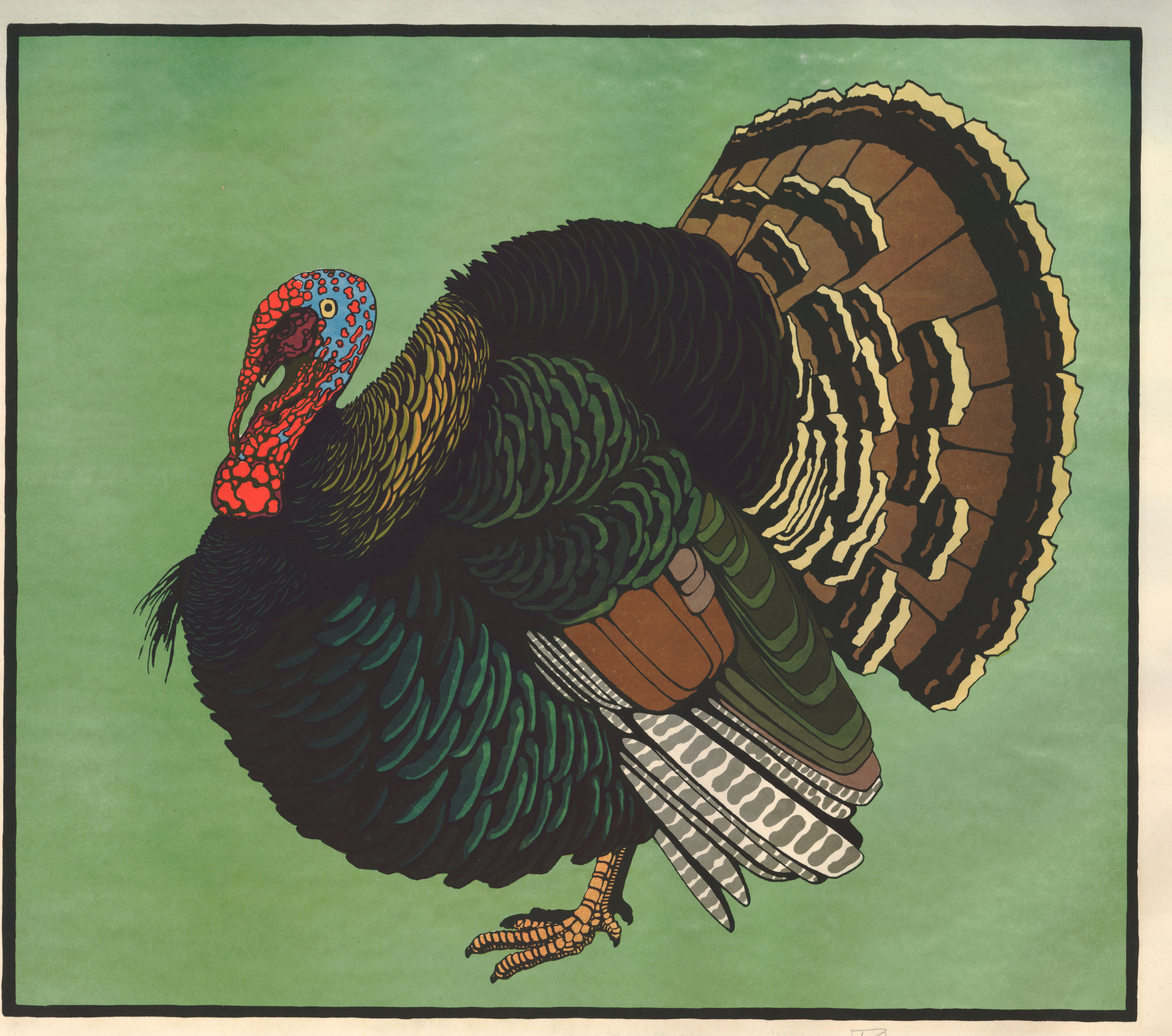 Truthahn, schwarz (Turkey, black) (circa 1925)