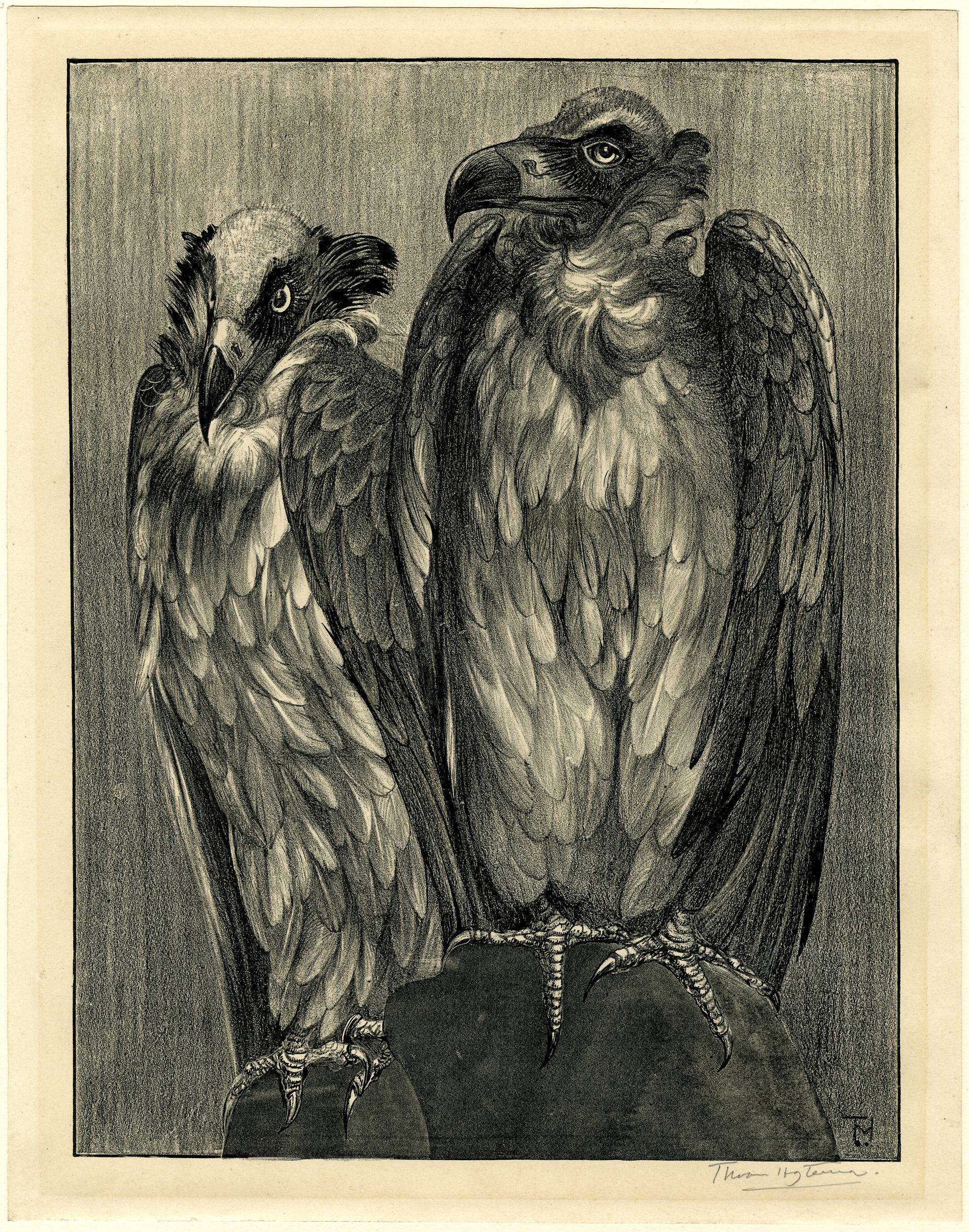 Two Bearded Vultures (1898-1900)