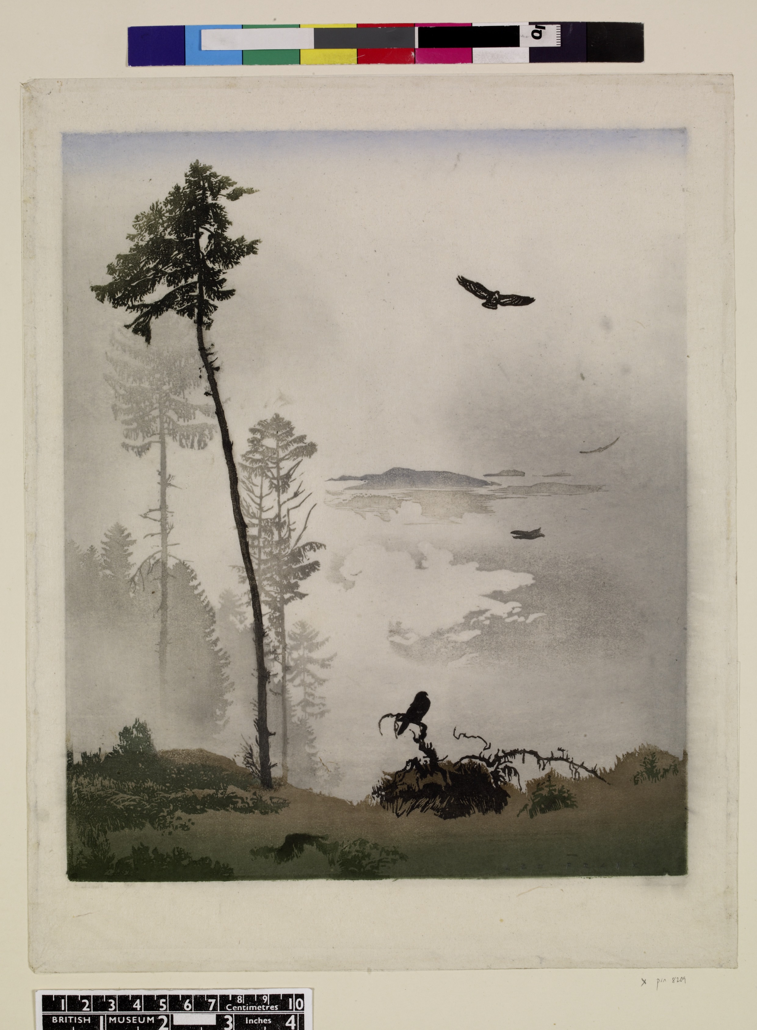 Buzzard in mist (1904-1927)