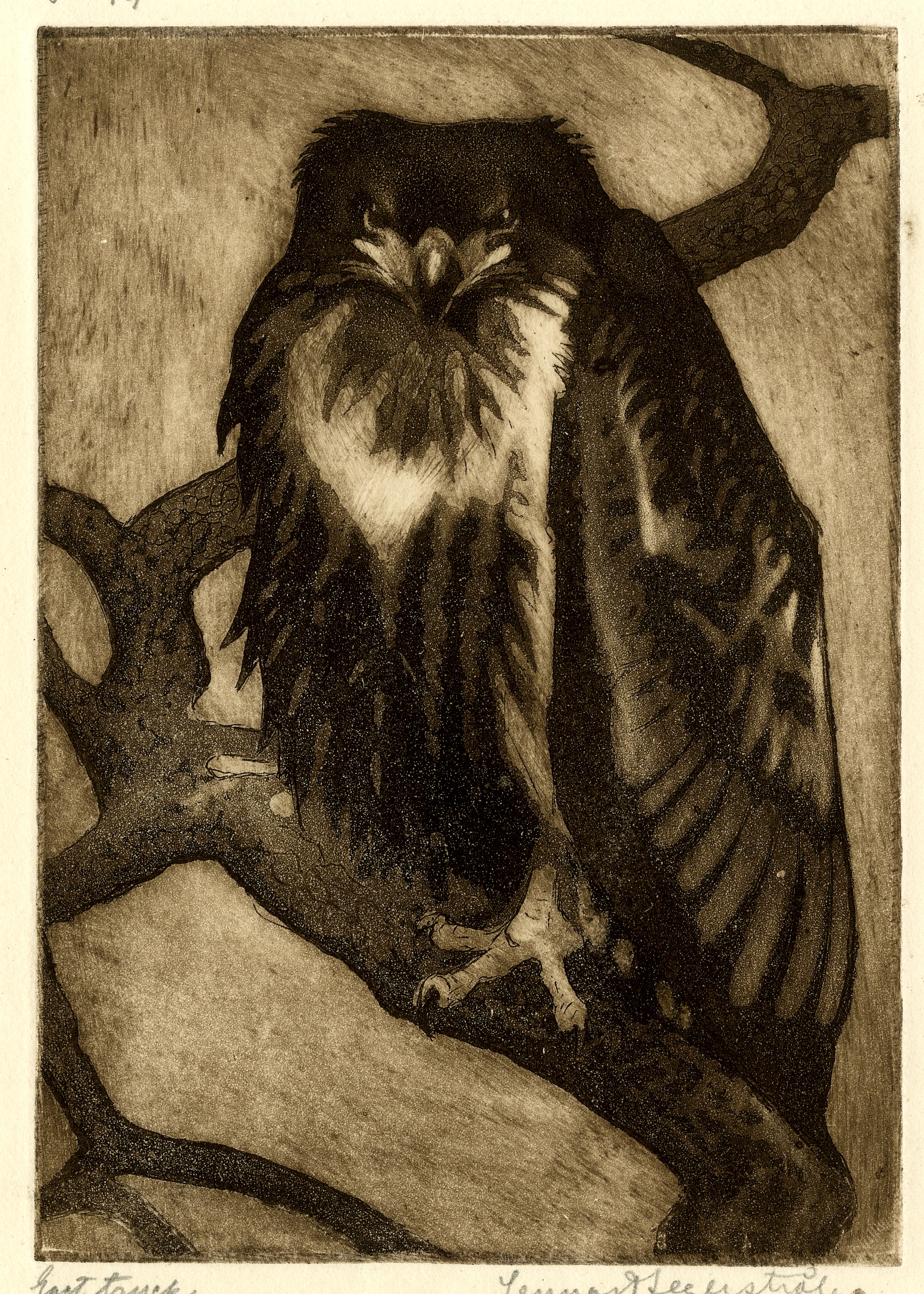 Young eagle (1923)