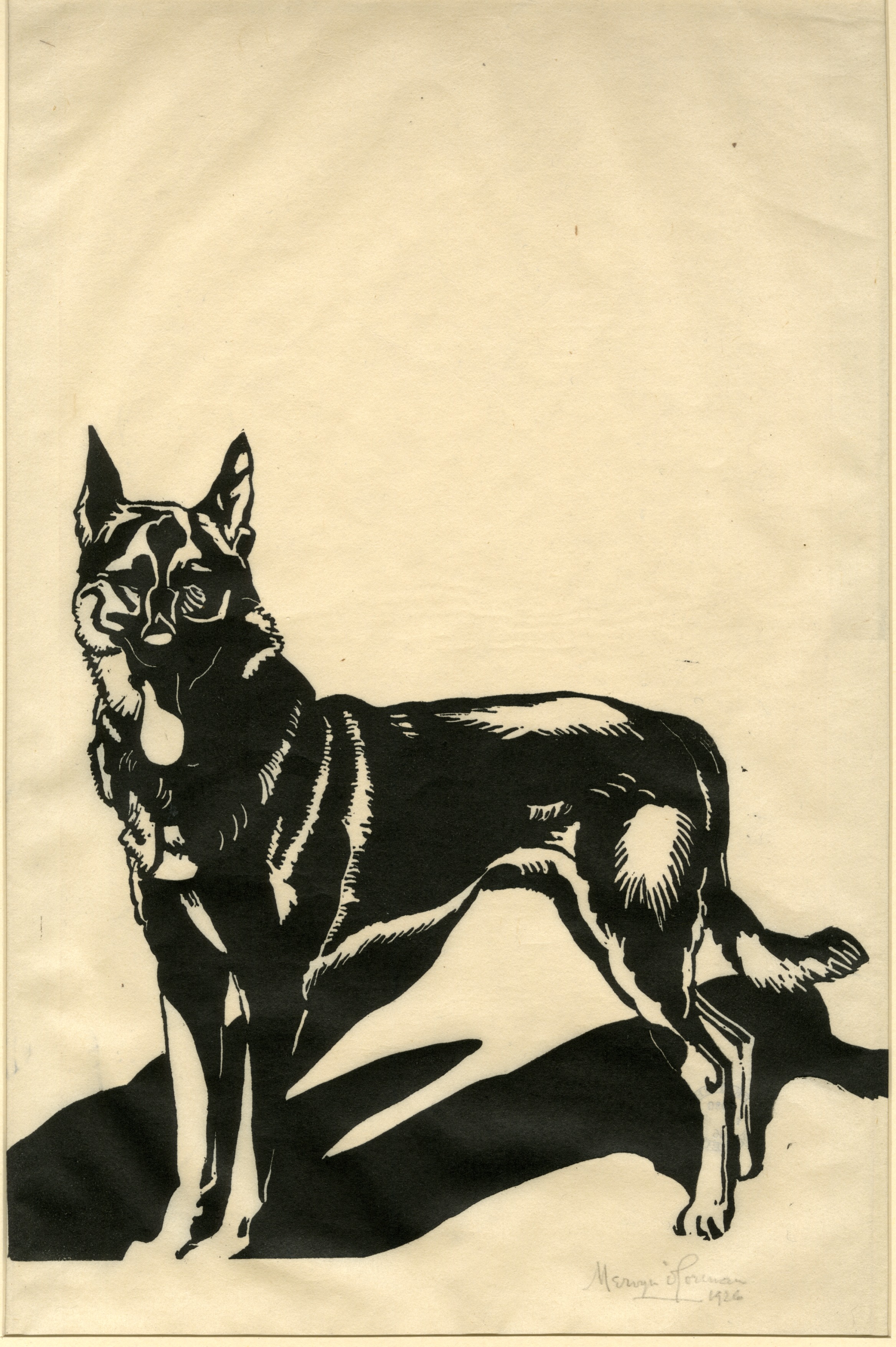 Alsation wolf dog (1926)