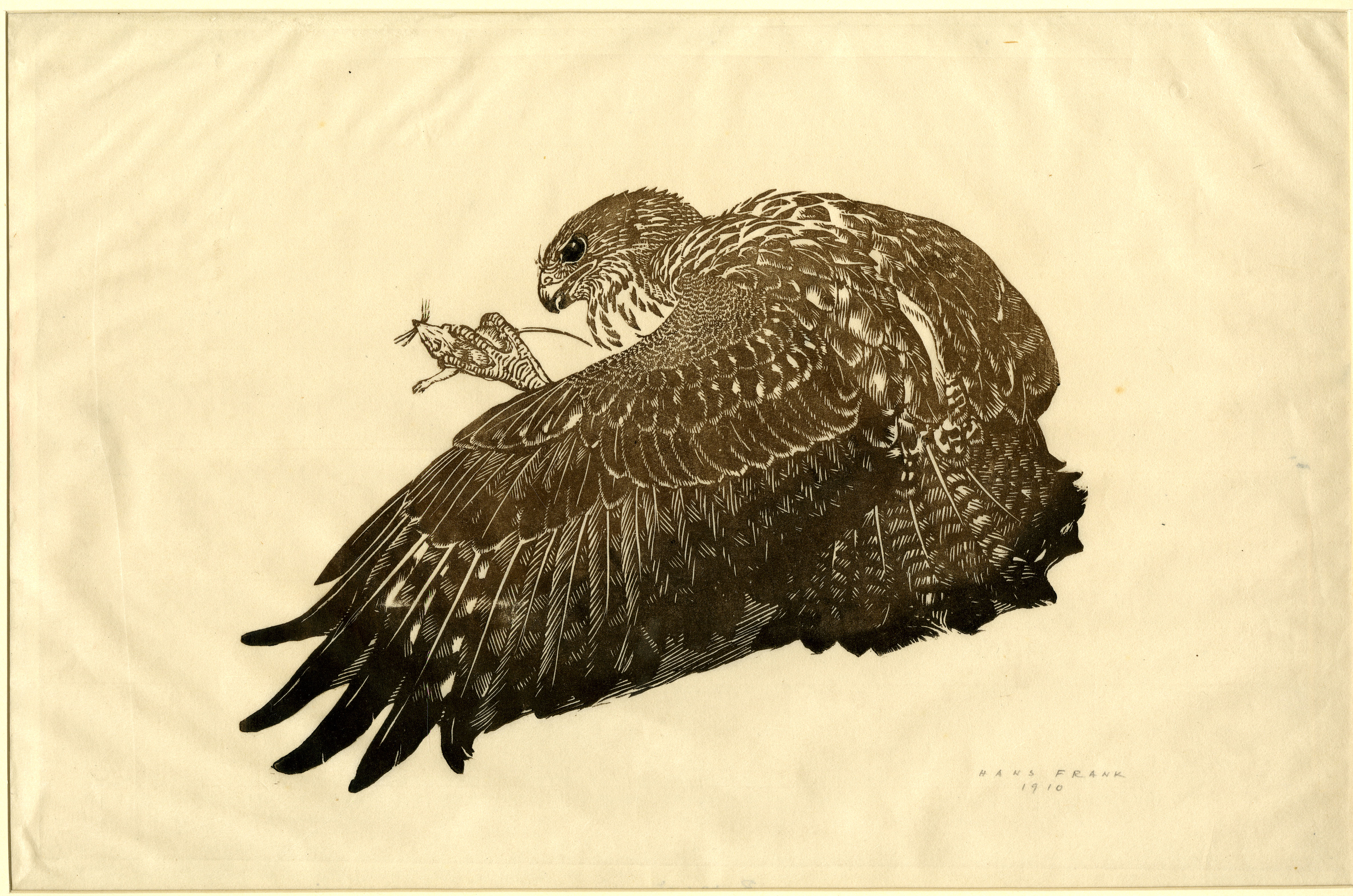 Buzzard (1910)