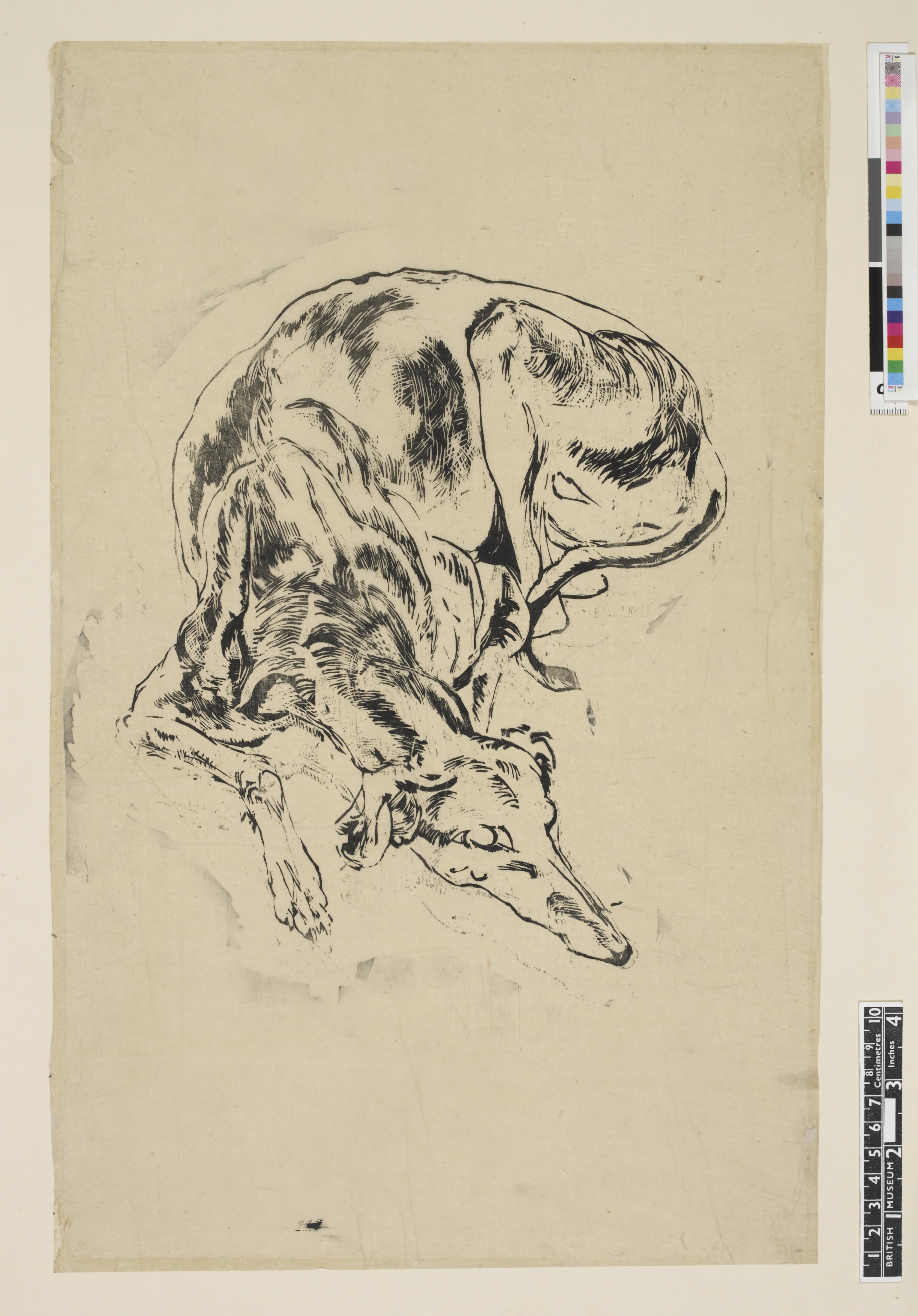 Dog (Greyhound) lying on ground (circa 1930)