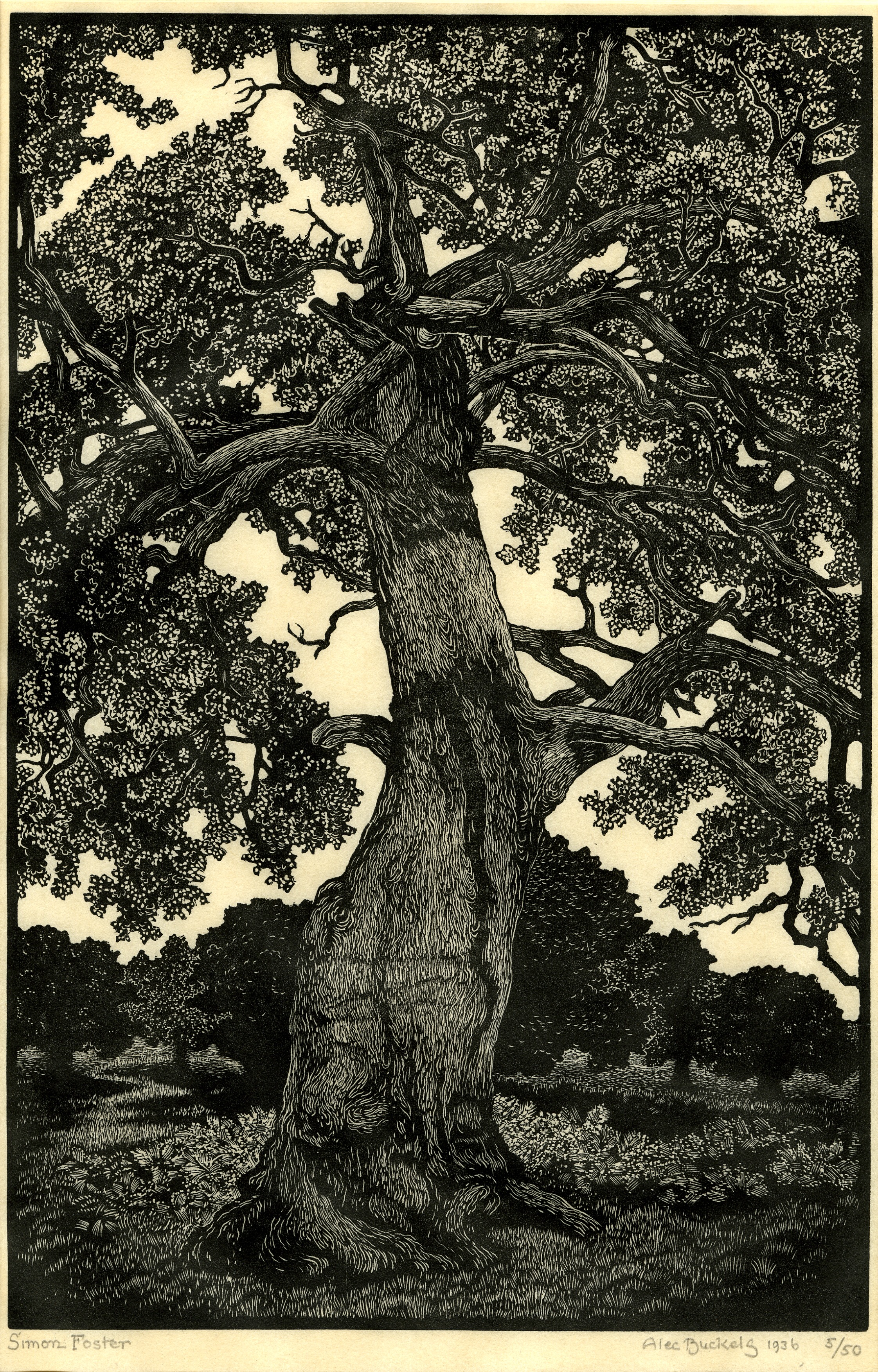 The Simon Foster Oak (1936)