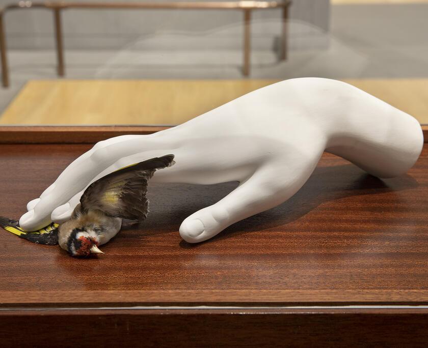 installation of a display case containing a taxidermy goldfinch and a porcelain hand