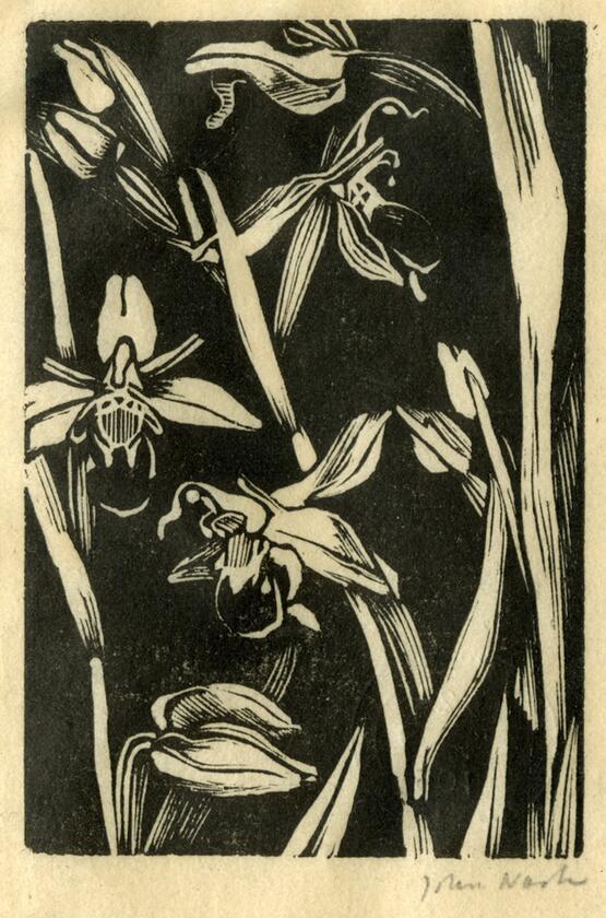 Bee Orchis (1920)