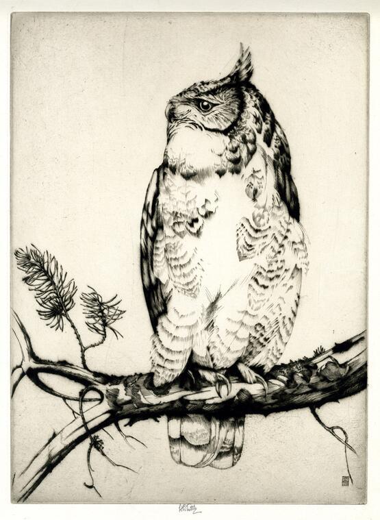 Great horned owl, No.2 (about 1928)