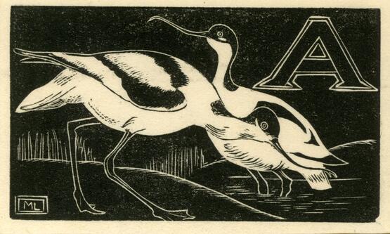 'A' - Avocet (Illustration to 'An Alphabet of British Birds') (1934-5)