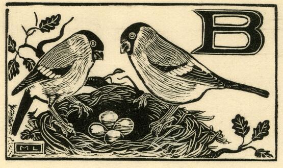'B' - Bullfinch (Illustration to 'An Alphabet of British Birds') (1934-5)