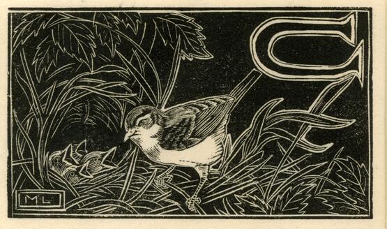 'C' - Chaffinch (Illustration to 'An Alphabet of British Birds') (1934-5)