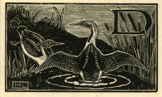 'D' - Duck  (Illustration to 'An Alphabet of British Birds') (1934-5)