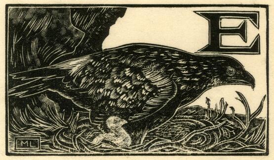'E' - Eagle  (Illustration to 'An Alphabet of British Birds') (1934-5)