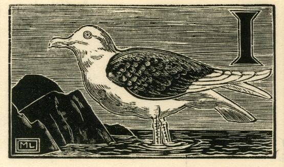 'I' - unknown bird (Illustration to 'An Alphabet of British Birds') (1934-5)