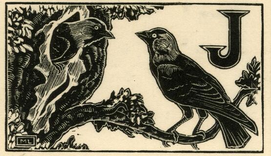'J'  - Jackdaw (Illustration to 'An Alphabet of British Birds') (1934-5)