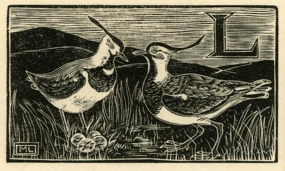 'L' - Lapwing (Illustration to 'An Alphabet of British Birds') (1934-5)