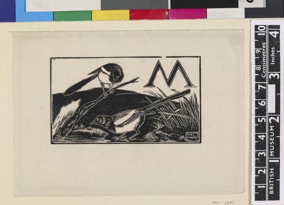 'M' - Magpie (Illustration to 'An Alphabet of British Birds') (1934-5)