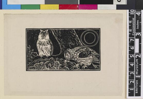 'O' - Owl (Illustration to 'An Alphabet of British Birds') (1934-5)