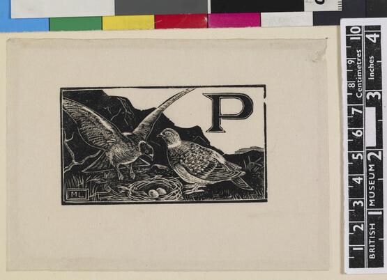 'P' - Partridge (Illustration to 'An Alphabet of British Birds') (1934-5)