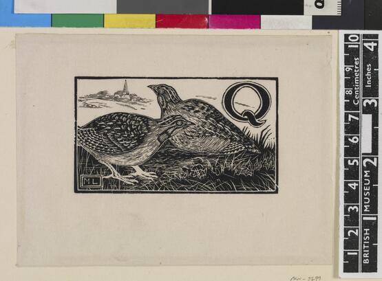 'Q' - Quail (Illustration to 'An Alphabet of British Birds') (1934-5)