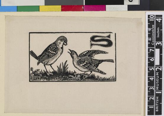 'S' - Sparrow (Illustration to 'An Alphabet of British Birds') (1934-5)