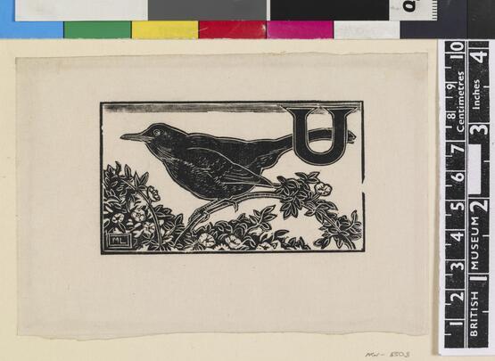 'U' - Unknown bird (Illustration to 'An Alphabet of British Birds') (1934-5)