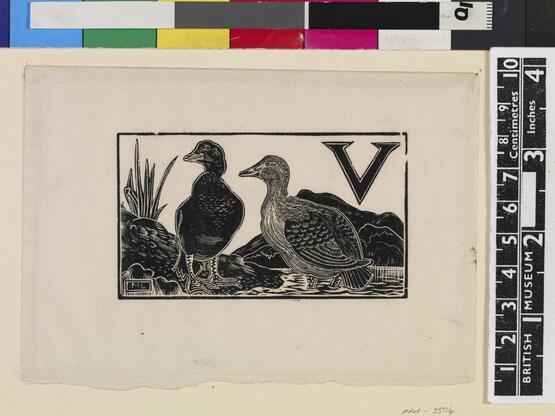 'V' - Unknown bird (Illustration to 'An Alphabet of British Birds') (1934-5)