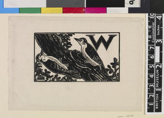 'W' - Woodpecker (Illustration to 'An Alphabet of British Birds') (1934-5)