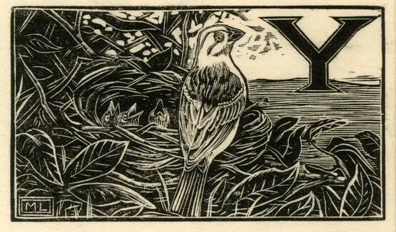 'Y' - Yellow-hammer (Illustration to 'An Alphabet of British Birds') (1934-5)