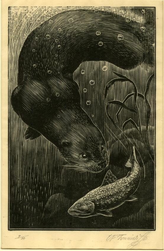 Otter chasing trout (circa 1932)