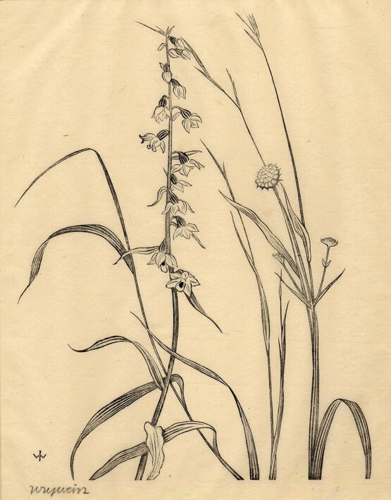 Study of flowers (1935)