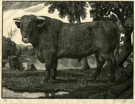 Short horn bull (circa 1925-1930)