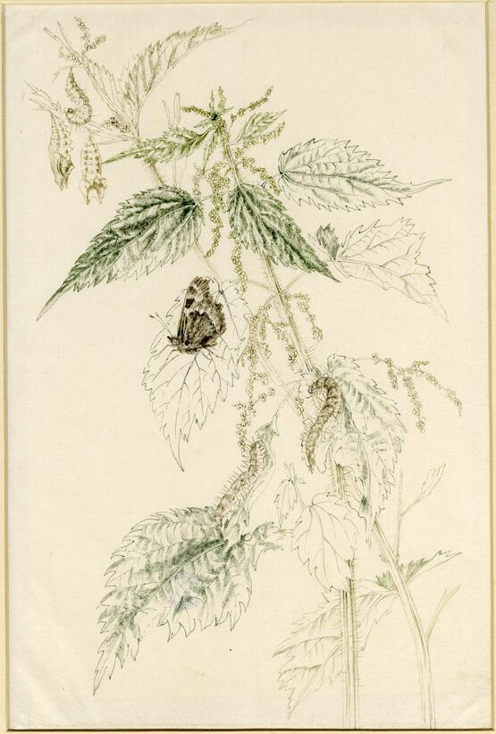 Stinging nettles with butterfly and caterpillar (circa 1940)