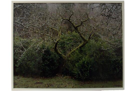 KS01, The Orchard, Langdale 2012 (2012)