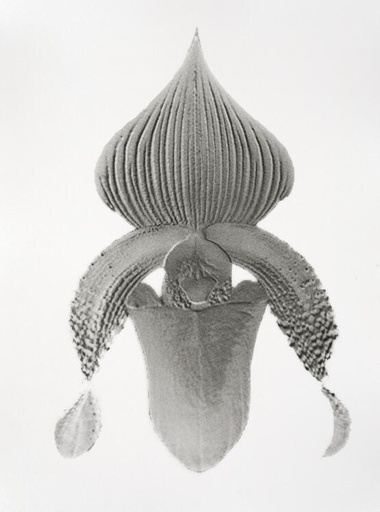 Paphiopedilum superbiens (from the series Orchidomania) (2016)