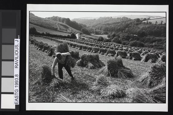 Wilfred Pengelly setting up stooks, August 1974 (Twelve photographs from the Beaford Photographic Archive, Image 8) (1974)