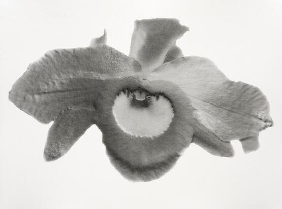 Dendrobium nobile (from the series Orchidomania) (2016)