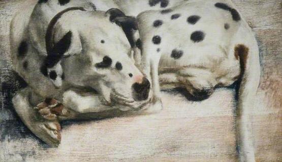 'Grock', a Dalmatian Dog (1943)