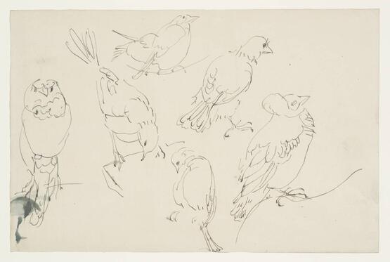 Studies of Birds (circa 1912-13)